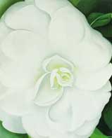 White Camelia